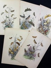 The Genera of British Moths Humphreys 1860 Sammlung Handkoloriert 