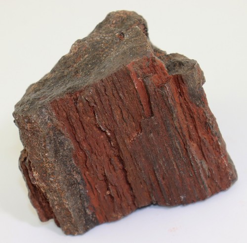 Holz dadoxylon karbon - holz,, sp.,