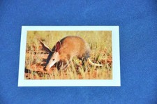 REWE ABENTEUER TIERWELT Nr