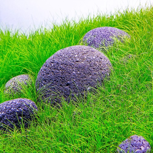 Eleocharis mini - "mini", |