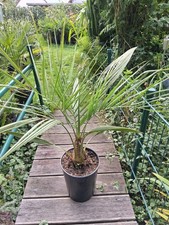  Geleepalme Butia capitata 90/100 cm winterharte Palme Kübelpflanze