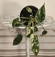 Philodendron Emerald King