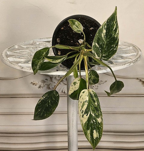Philodendron emerald king - philodendron,