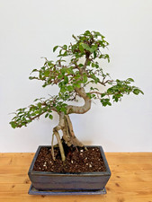 Bonsai chinesische Ulme  Nr