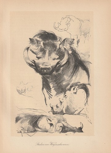 Warzenschweine lithographie - warzenschweine,