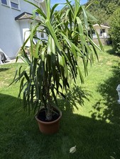 Yucca Palme - Ca. 2m hoch