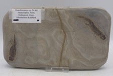 Branchiosaurus fossil amphibie - branchiosaurus,
