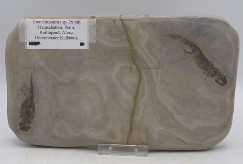Branchiosaurus fossil amphibie - branchiosaurus,