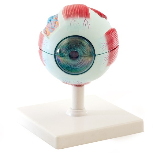 Anatomisches augenmodell - anatomisches,