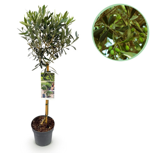 Olea europaea ø19cm - olea,
