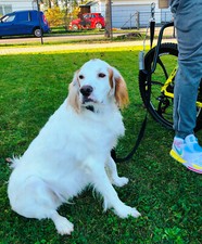 MTB Flexible Hundeleine