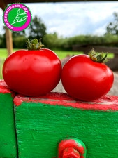 Tomatensamen ? KREMSER PERLE Buschtomate  ?? 10+ Samen aus der Wachau Tomate