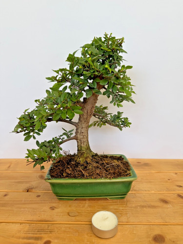 Bonsai japanische ulme - japanische,