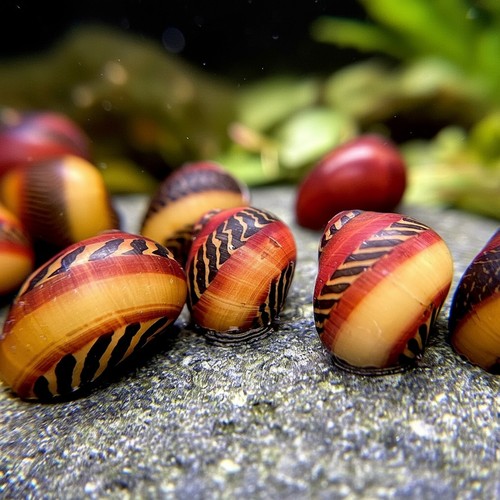 Rote rennschnecke aquarium - rote,