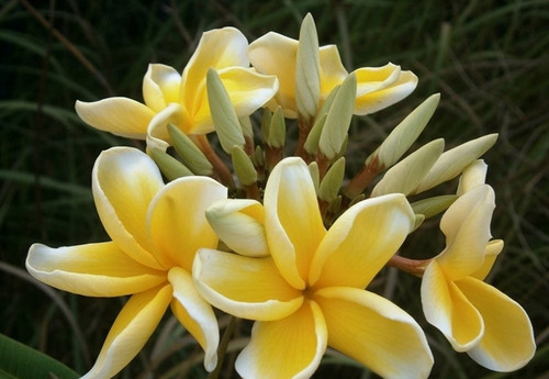 Frangipani plumeria bali - frangipani,