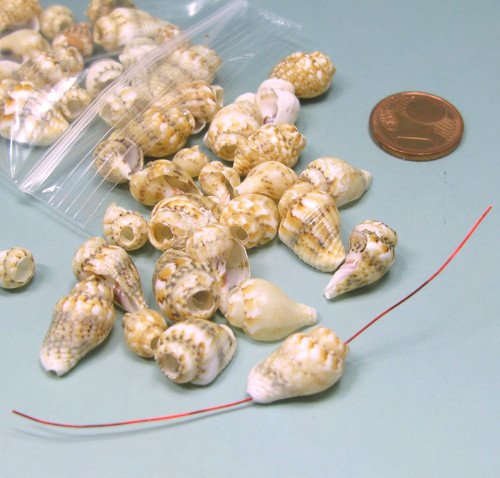 Echte muscheln schnecken - 45,