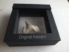 Original Fossiler Haifischzahn