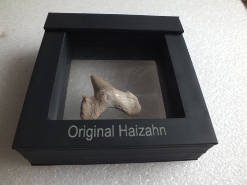 Original fossiler haifischzahn - original,