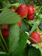 Erdbeerpflanzen - Mix aus 4