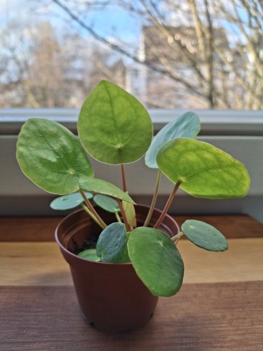 Pilea peperomioides