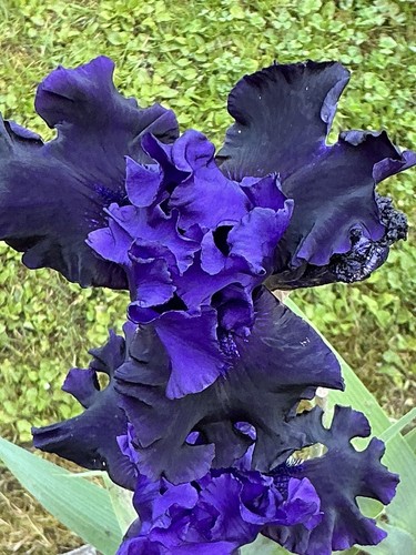 Schwertlilie iris jahre - schwertlilie,