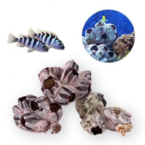 Aquarium dekorative muschel - aquarium,