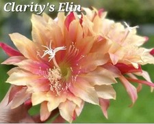 Epiphyllum "Clarity's Elin"