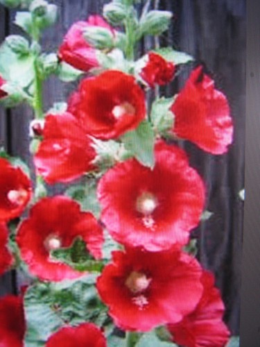 Stockrosen samen rot/dunkelrot