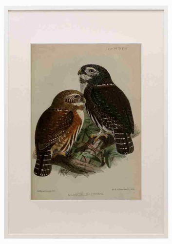 Keulemans john ibis 1886 - g,