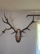 12-Ender Hirschgeweih auf