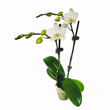 Phalaenopsis sogo watch - phalaenopsis,