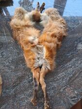 Fuchsstola Pelz Kragen   mit Pfoten Film- Theaterrequisite Victorian Style