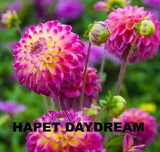 Dahlien knollen Set Packet (2