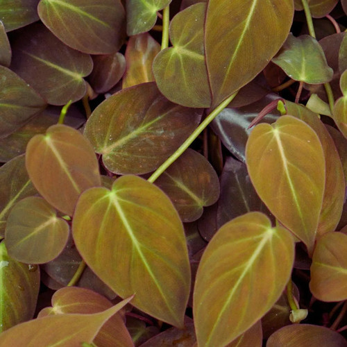 Philodendron micans