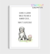 Bearded Collie Bild