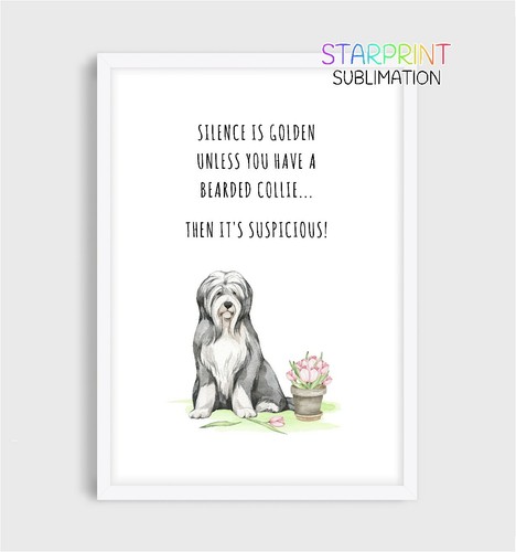 Bearded collie bild - bearded,