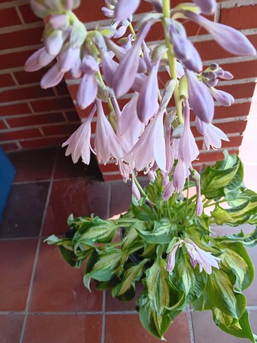 Funkie hosta allegan - hosta, ´allegan