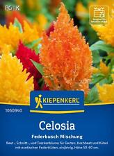Kiepenkerl Blumensamen Celosia Federbusch Mix, für ca 70 Pflanzen - Trockenblume