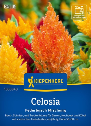 Kiepenkerl blumensamen celosia - blumensamen,