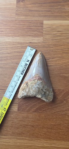 Megalodon zahn cm - zahn,