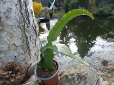 Epiphyllum Epicactus Blattkaktus rot blühend im Topf