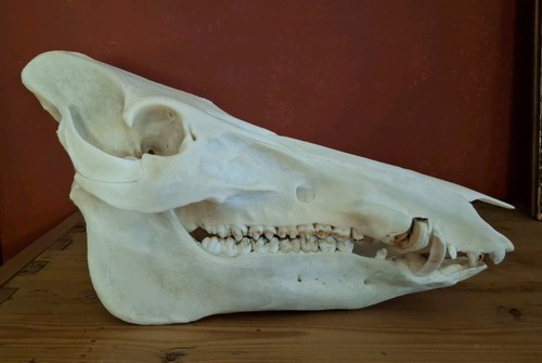 Echter wildschweinschädel - echter,
