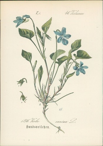 Chromolithographie - ,