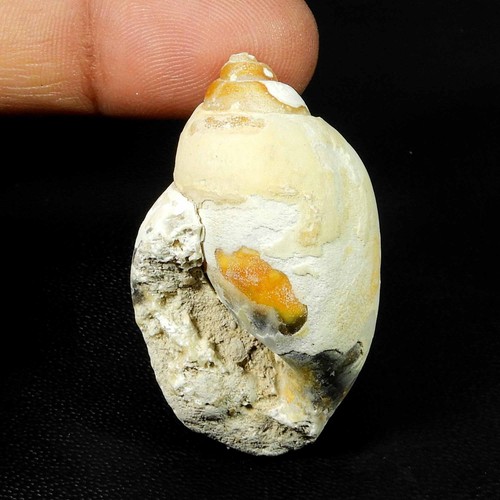 Natürliche schnecke fossil - natürliche,
