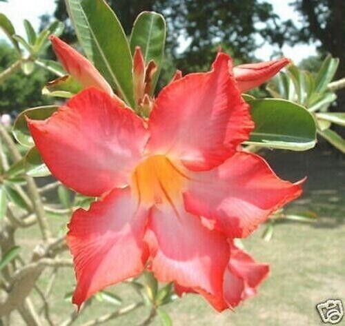 Samen adenium obesum - 10,