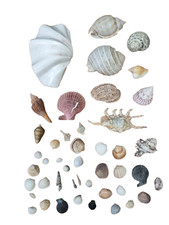 Große Muschel-Sammlung &