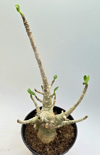 Adenium baobab wüstenrose mz5 - adenium,