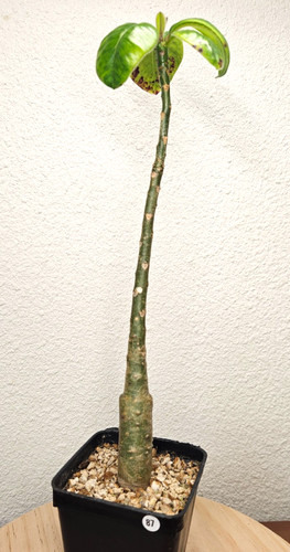 Pachypodium decaryi