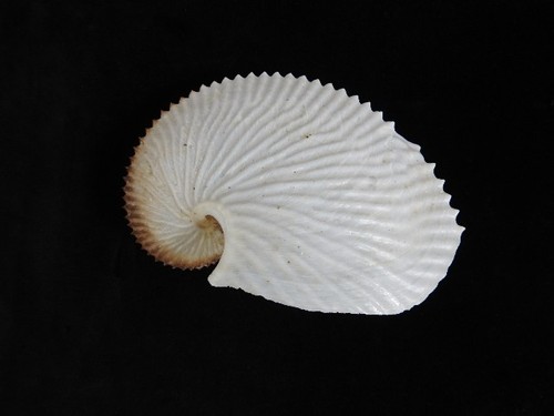 Muschel argonauta argo - muschel,