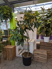 Persea americana 'Bacon'